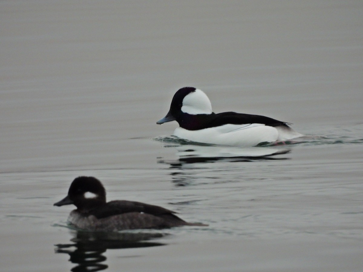 Bufflehead - ML645750133