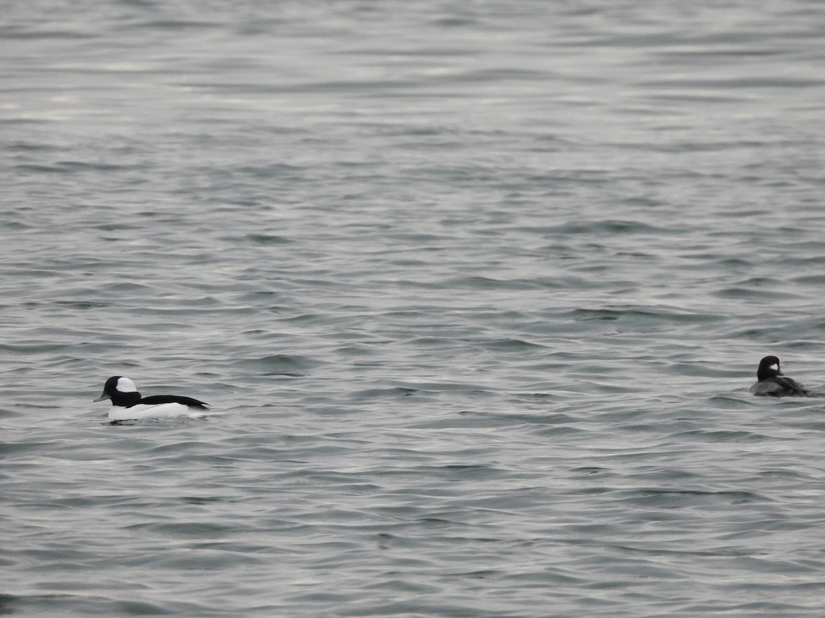 Bufflehead - ML645750134