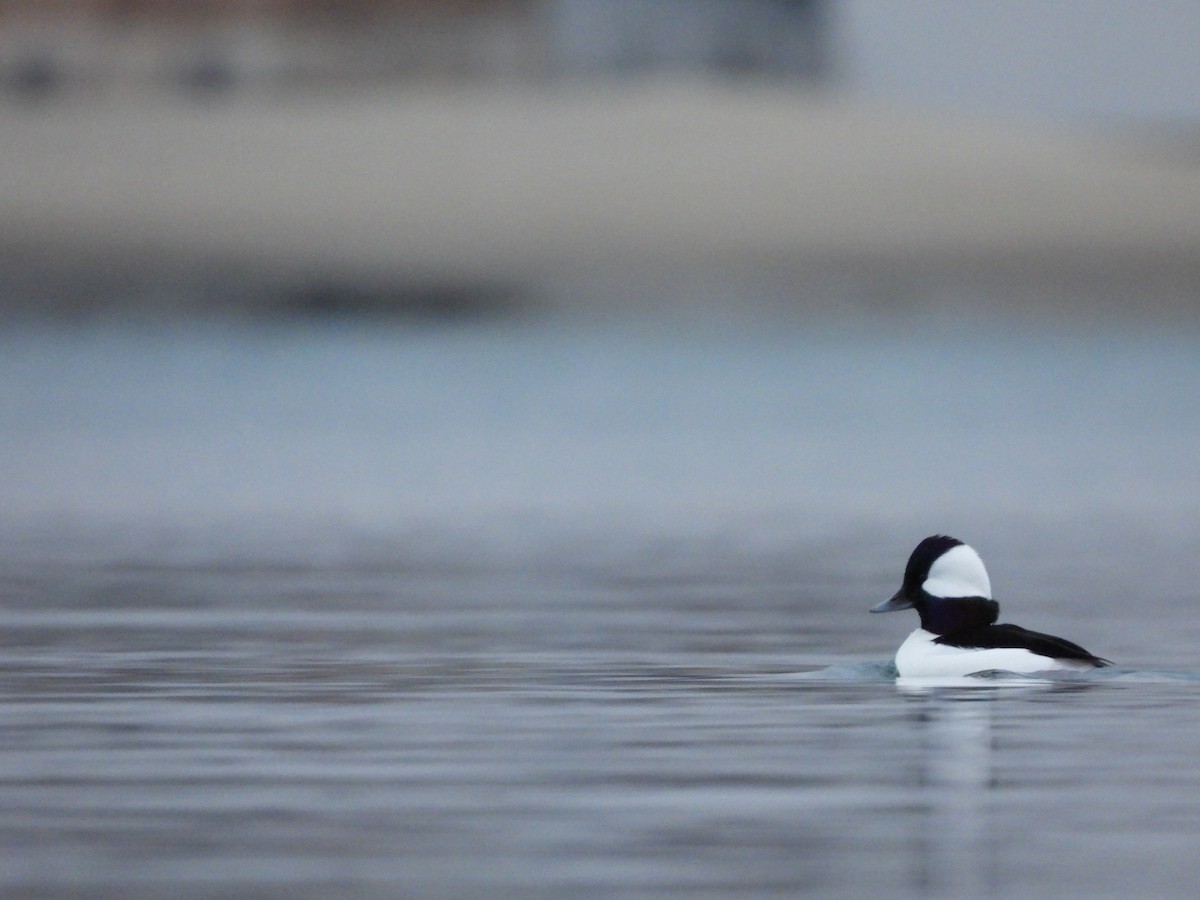 Bufflehead - ML645750135