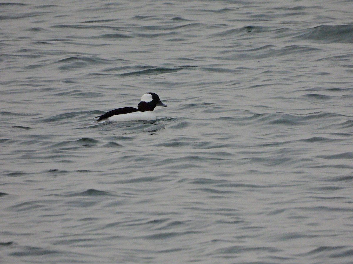 Bufflehead - ML645750136