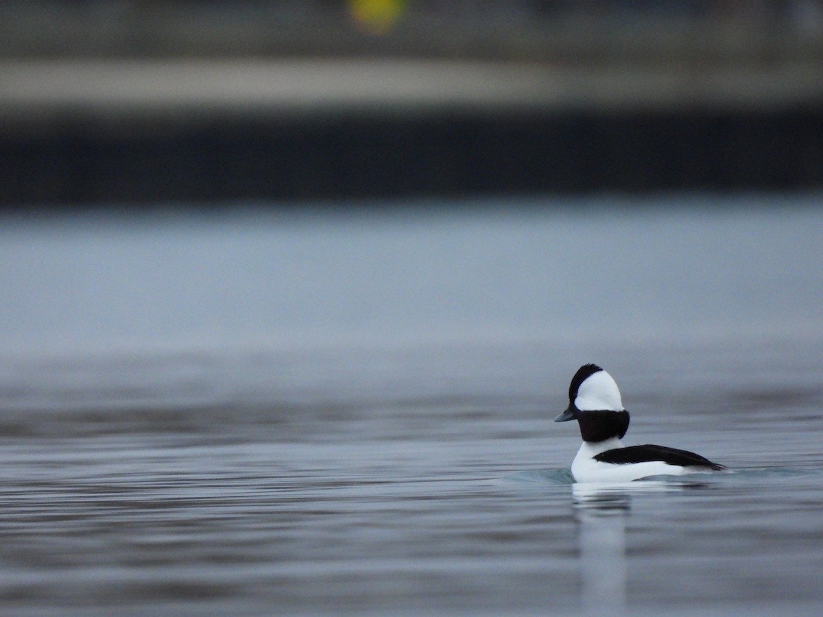 Bufflehead - ML645750137