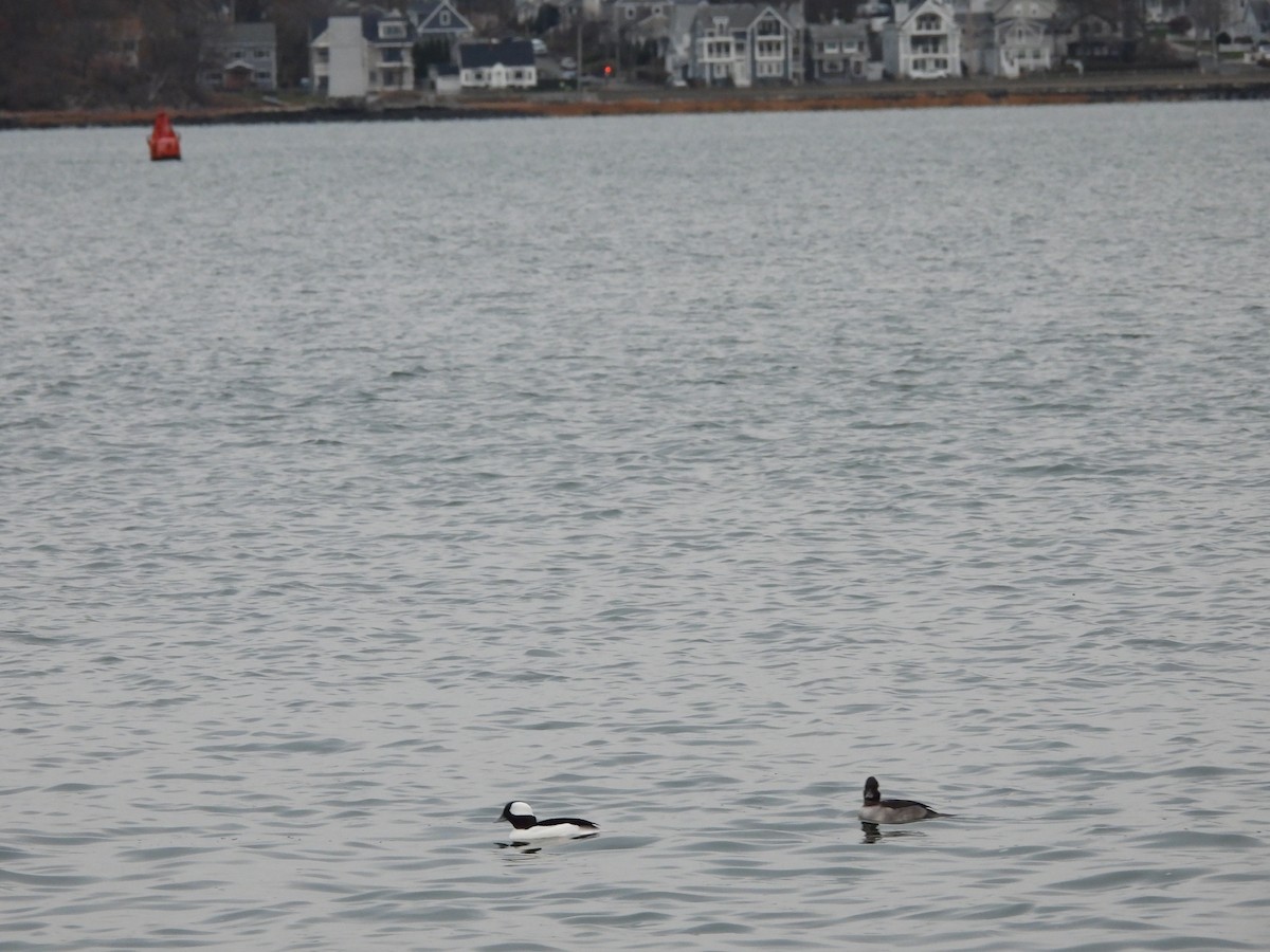 Bufflehead - ML645750138