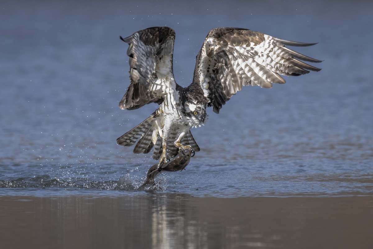 Osprey - ML645750142