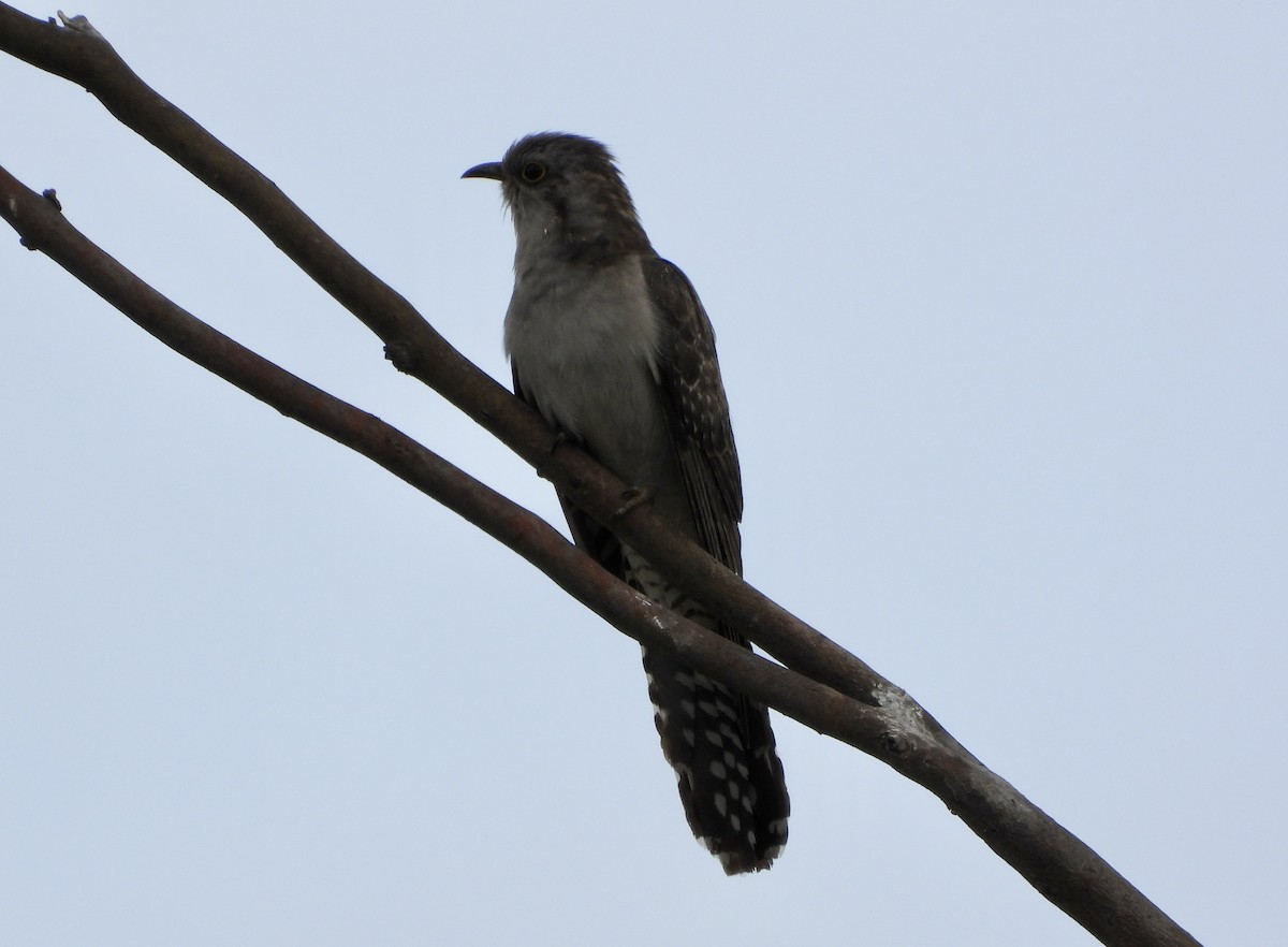 Pallid Cuckoo - ML645750143