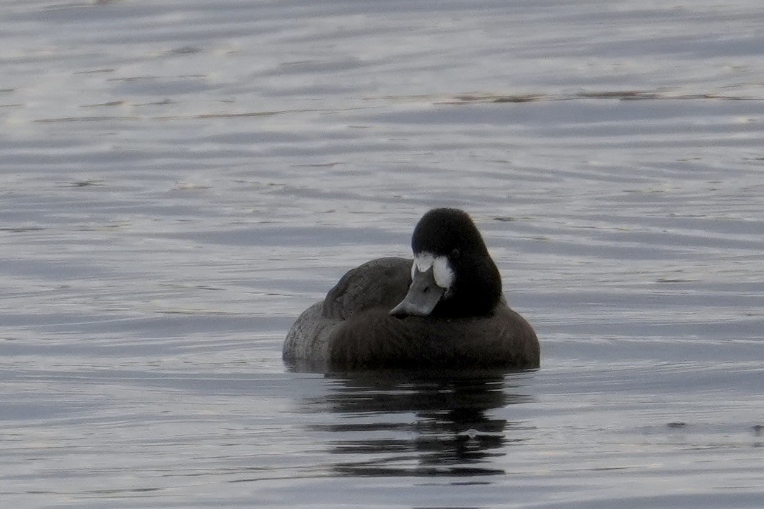 Lesser Scaup - ML645750149