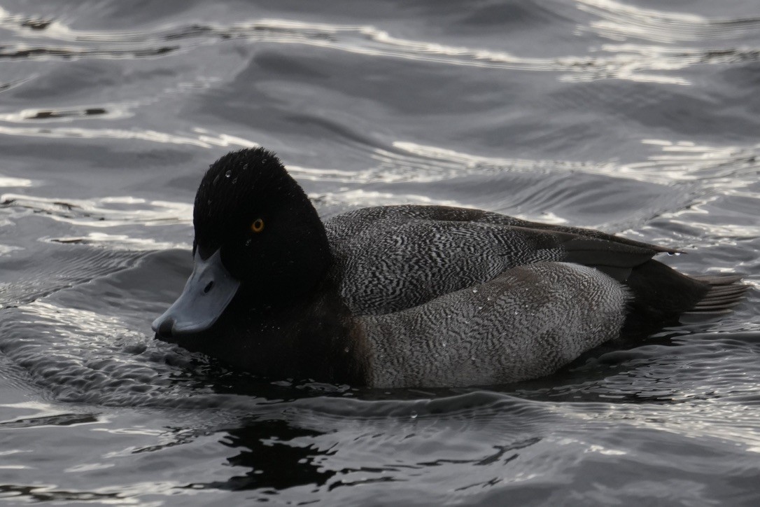 Lesser Scaup - ML645750150