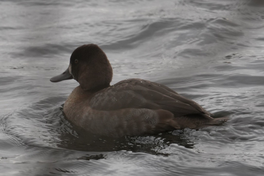 Lesser Scaup - ML645750151