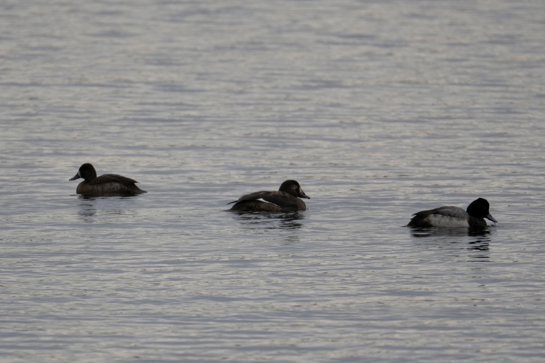 White-winged Scoter - ML645750164