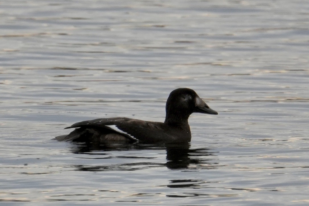 White-winged Scoter - ML645750165
