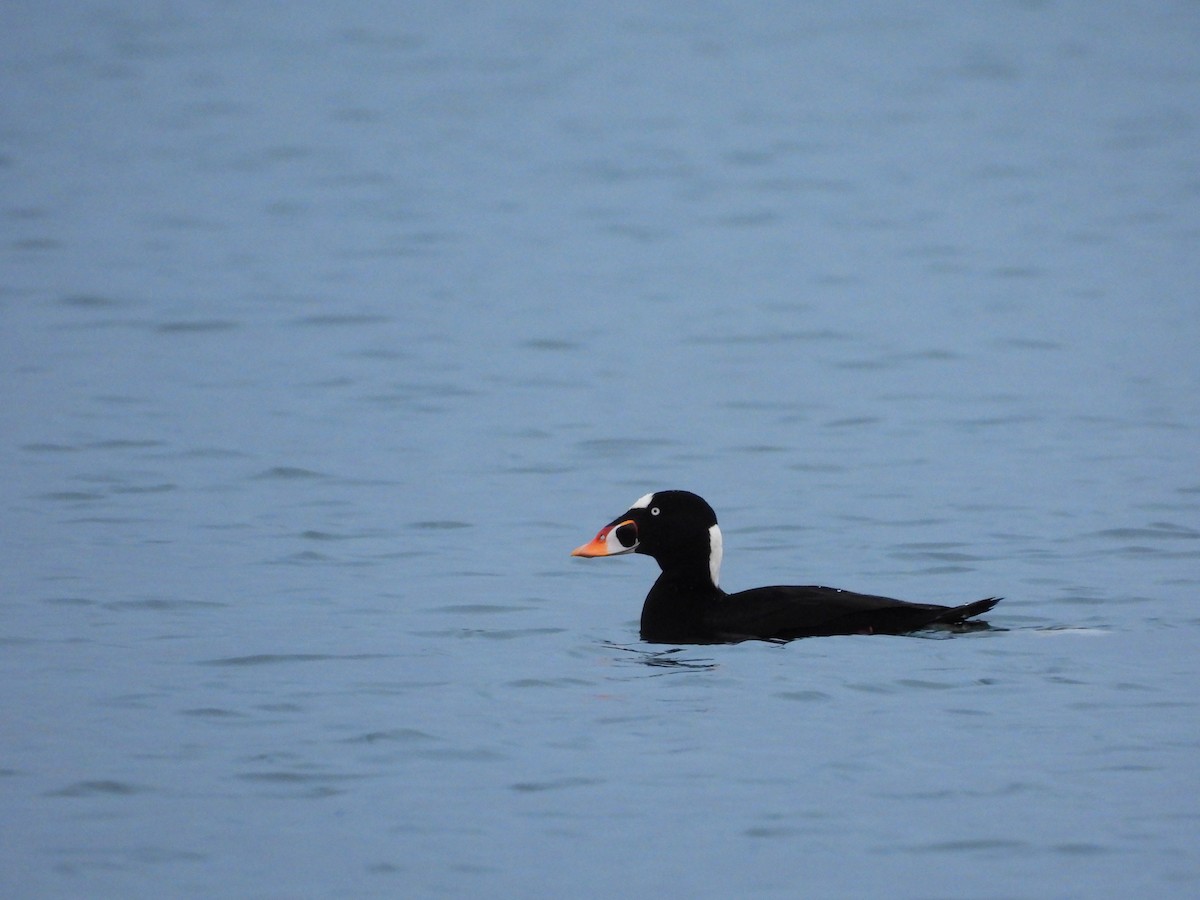 Surf Scoter - ML645750171