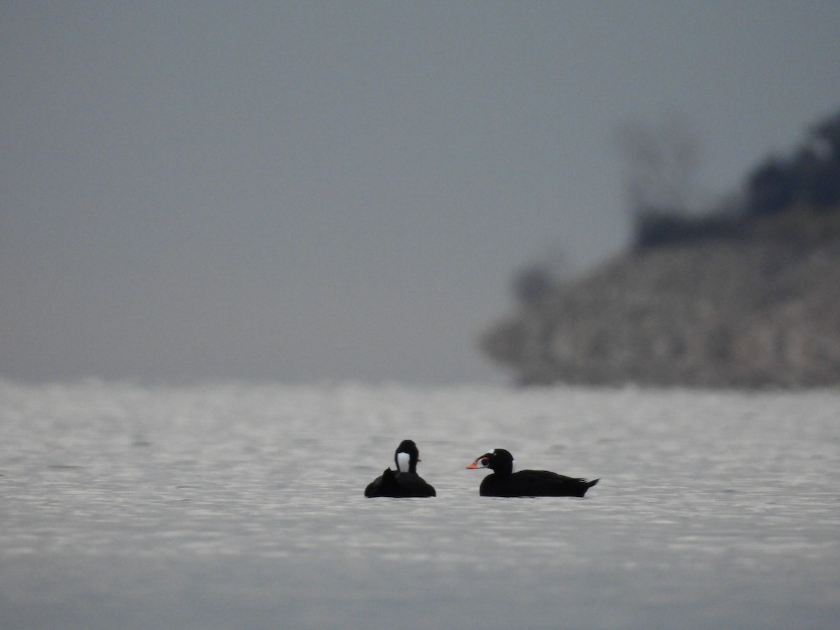 Surf Scoter - ML645750172