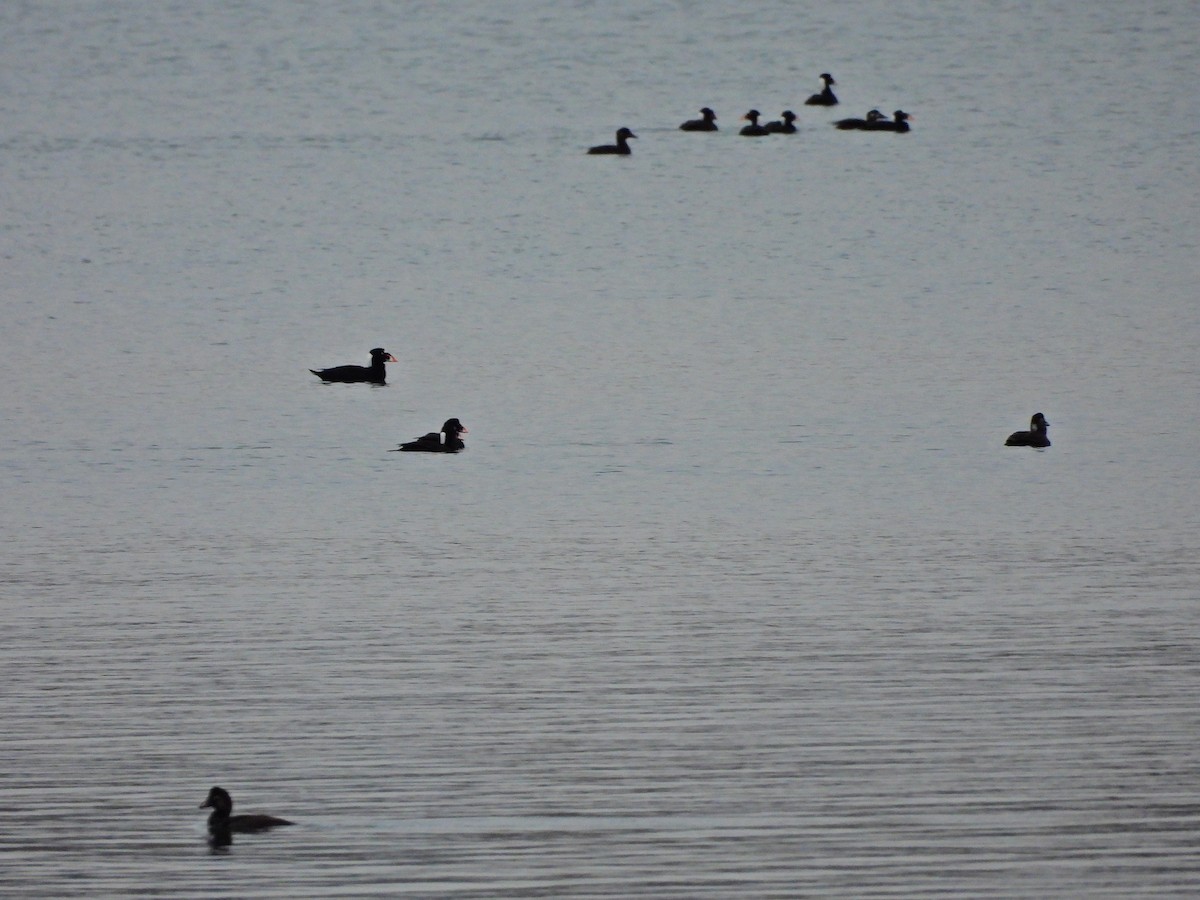 Surf Scoter - ML645750173