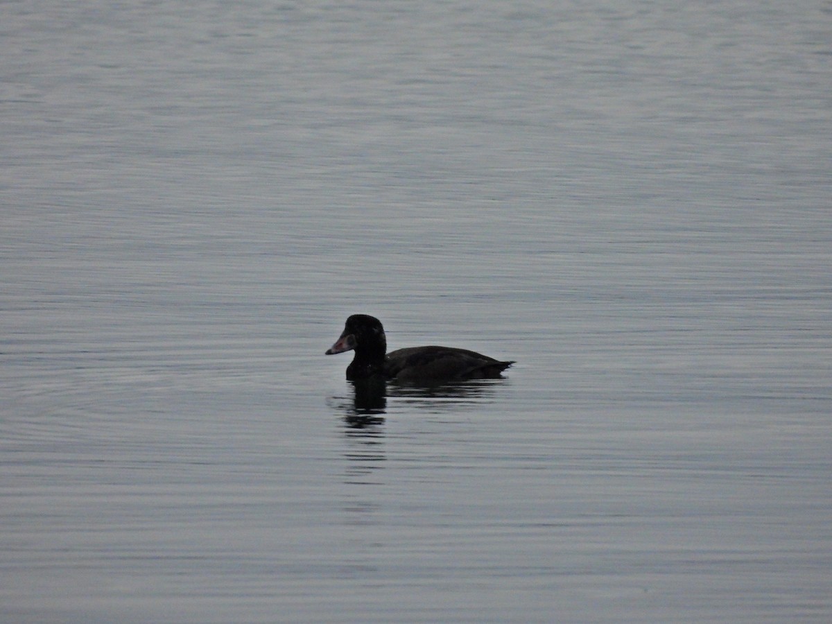 Surf Scoter - ML645750174