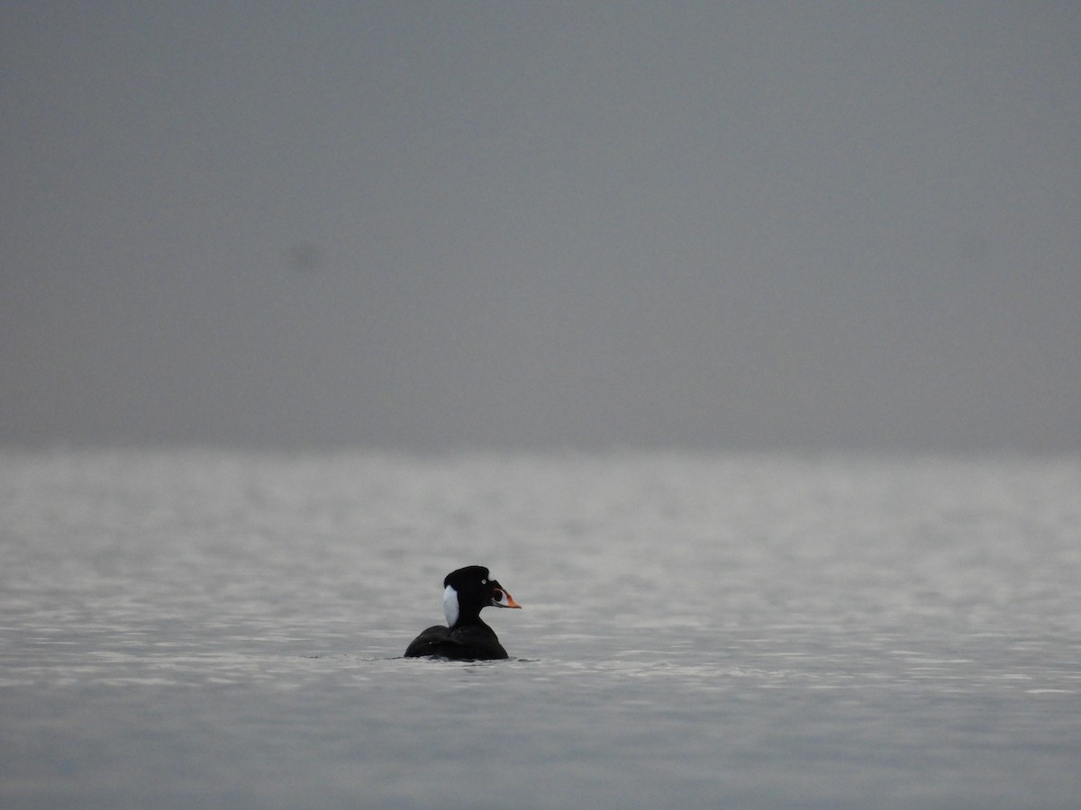 Surf Scoter - ML645750175