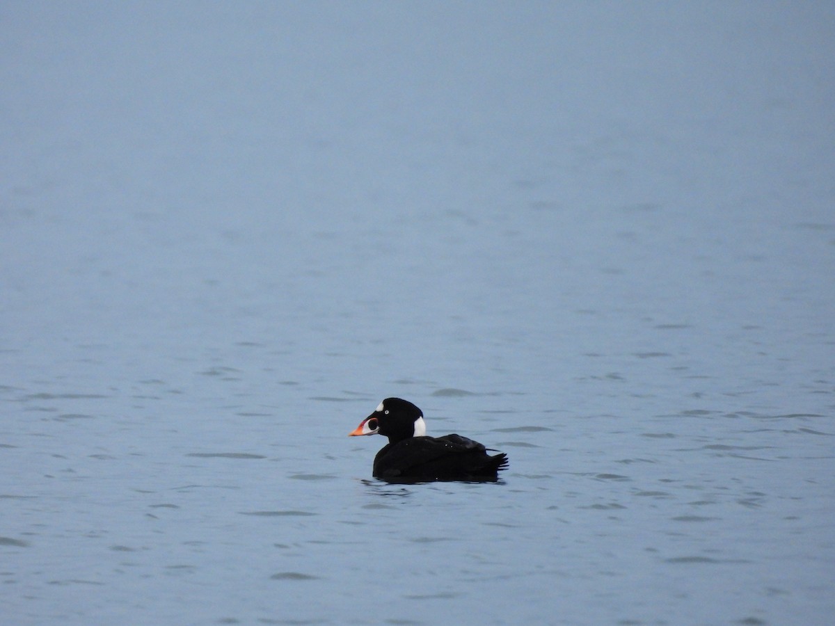 Surf Scoter - ML645750176