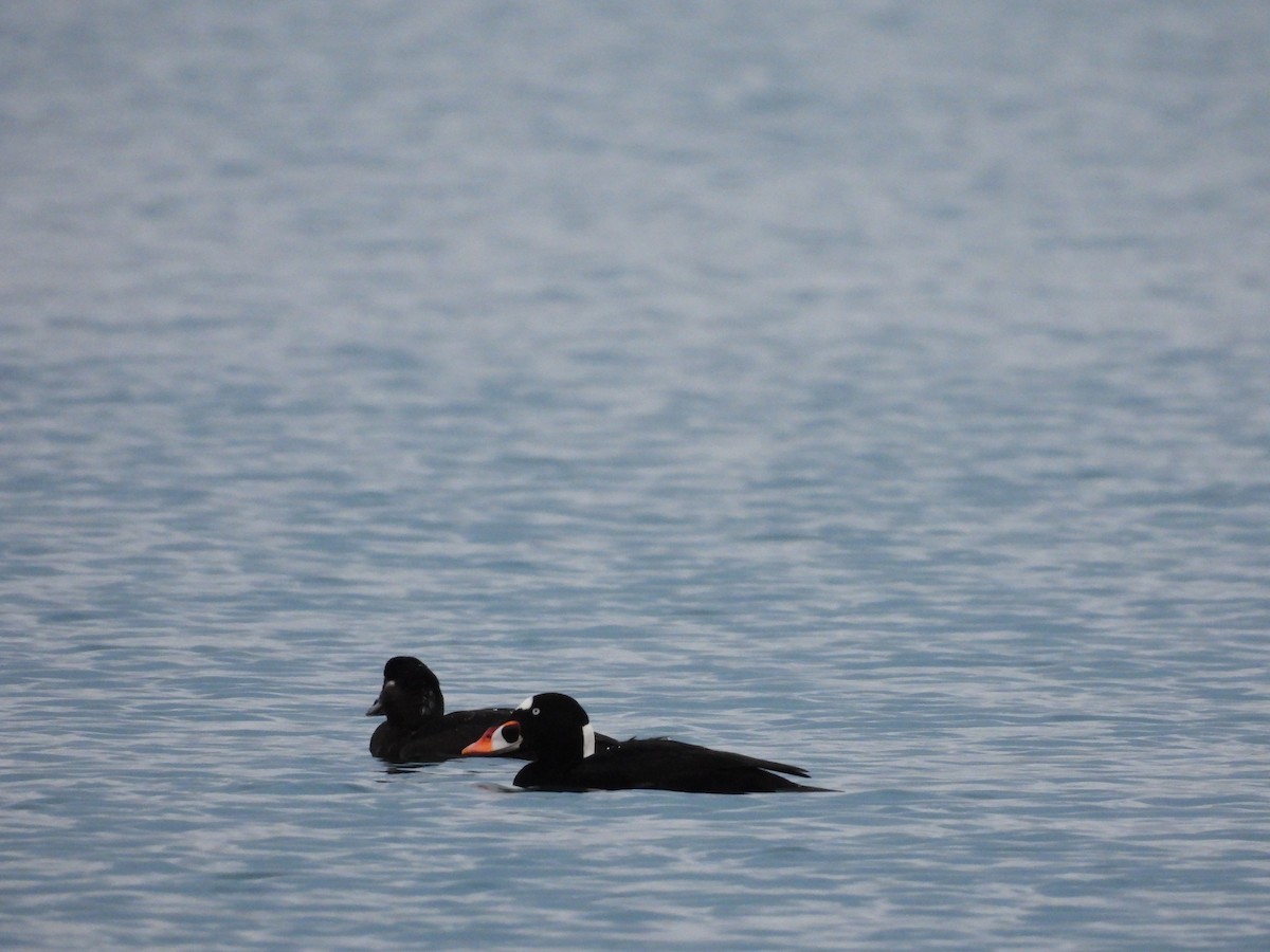 Surf Scoter - ML645750177