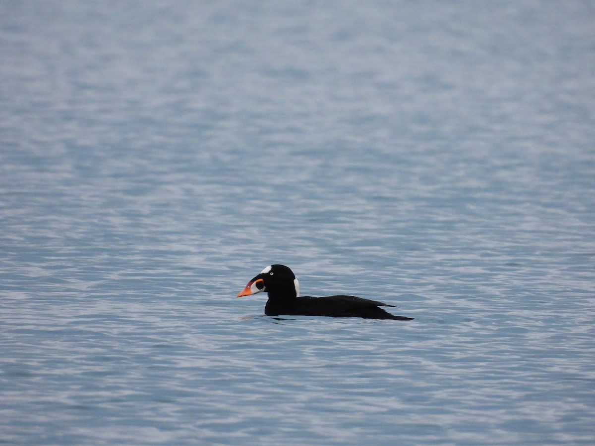 Surf Scoter - ML645750179