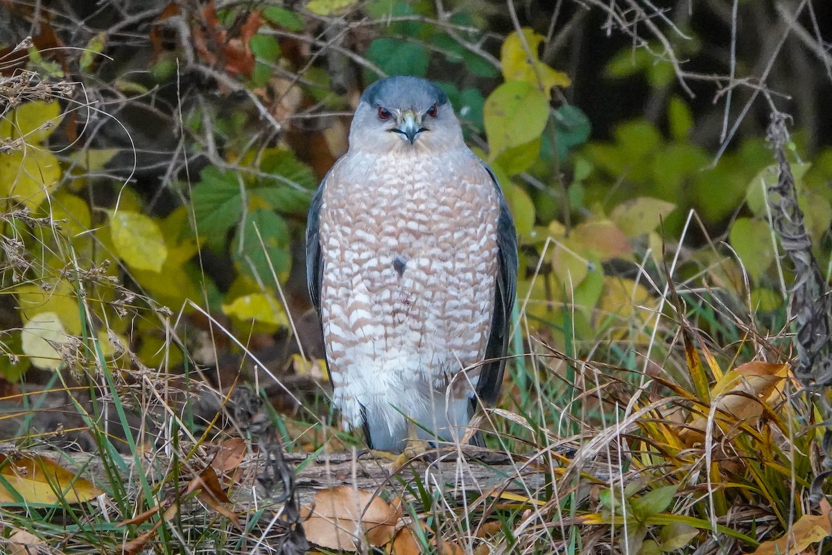 Cooper's Hawk - ML645750181