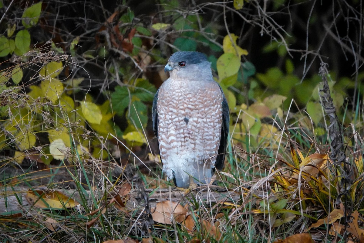 Cooper's Hawk - ML645750182