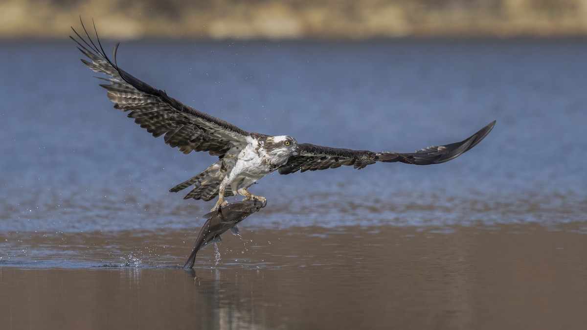 Osprey - ML645750184
