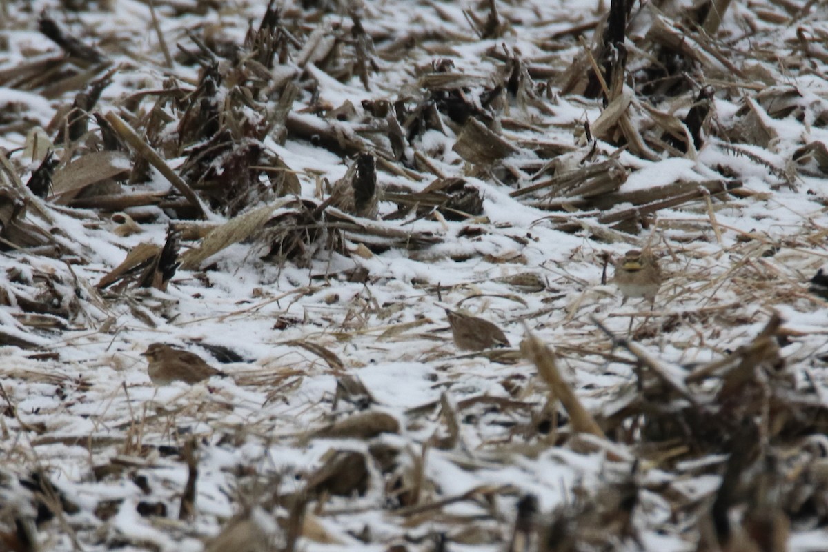 Alondra Cornuda - ML645750185