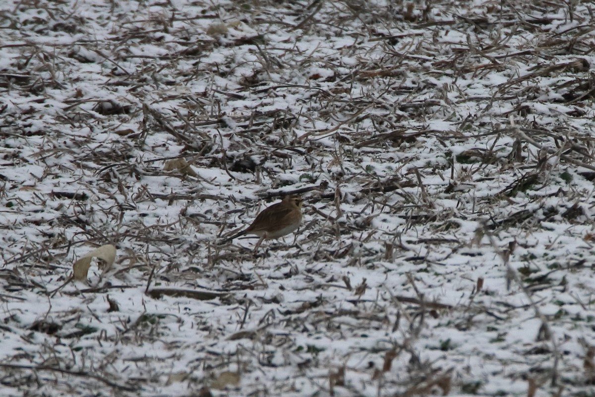 Alondra Cornuda - ML645750186