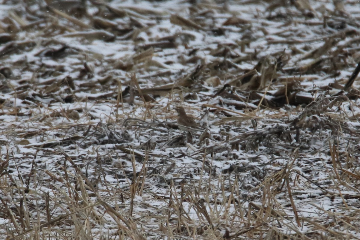 Alondra Cornuda - ML645750187