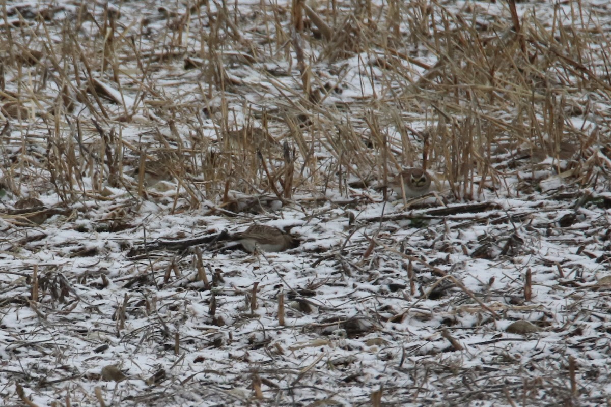 Alondra Cornuda - ML645750189