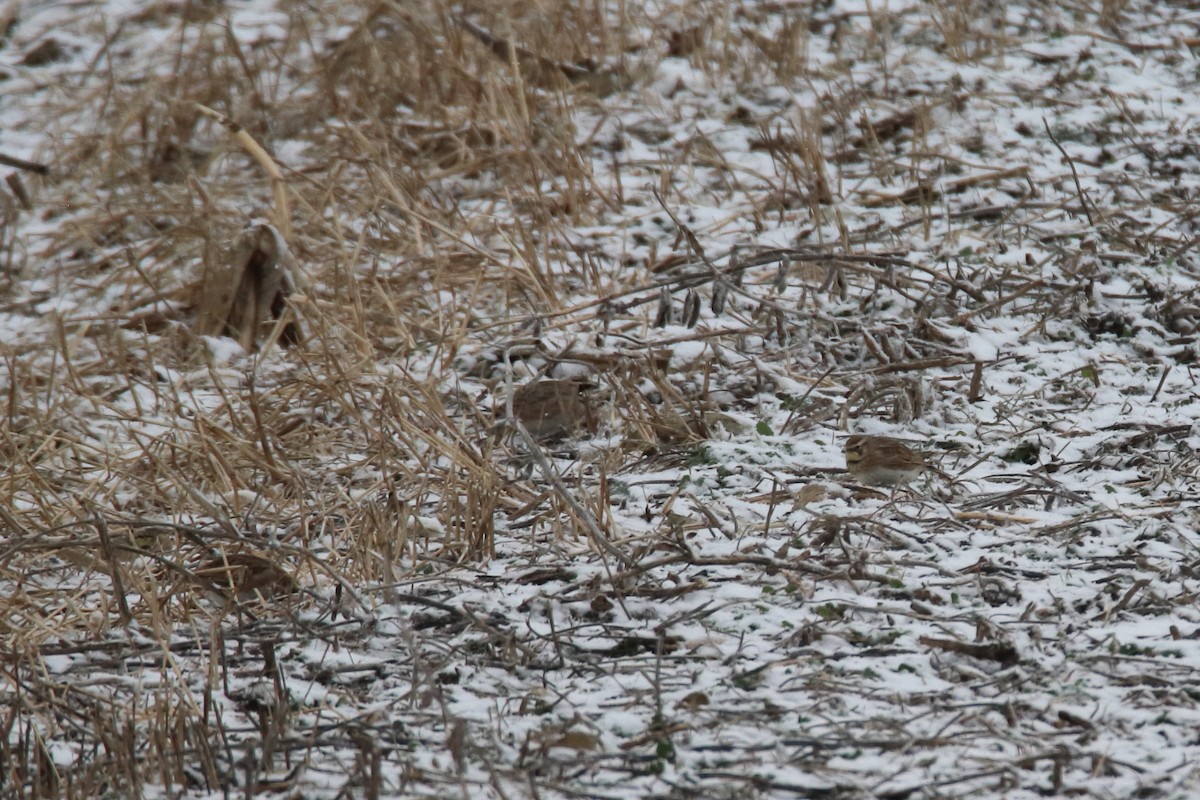 Alondra Cornuda - ML645750190