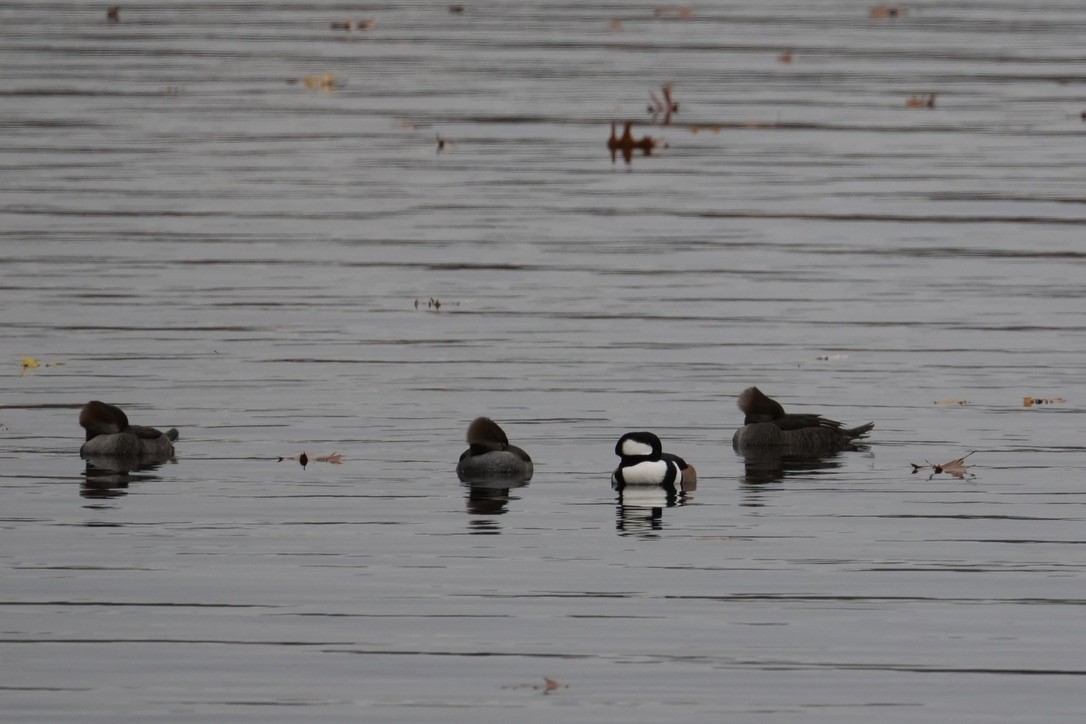 Hooded Merganser - ML645750195