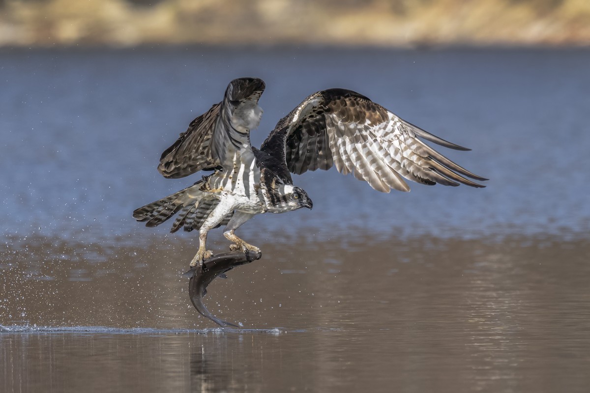 Osprey - ML645750196