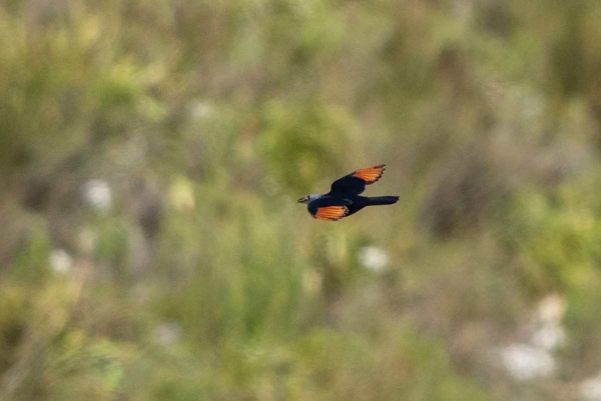 Kızılkanat - ML645750199