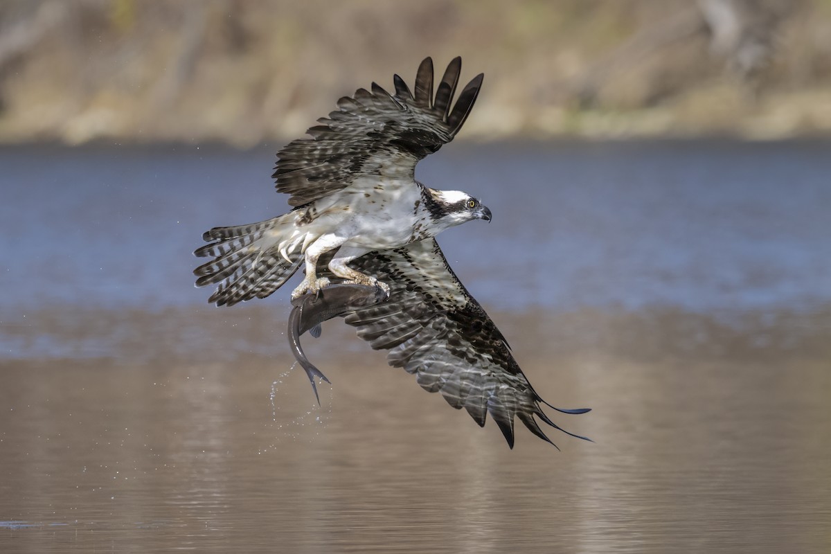 Osprey - ML645750209