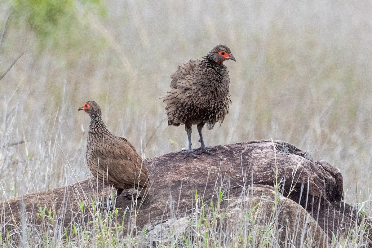クロアシアカノドシャコ - ML645750210