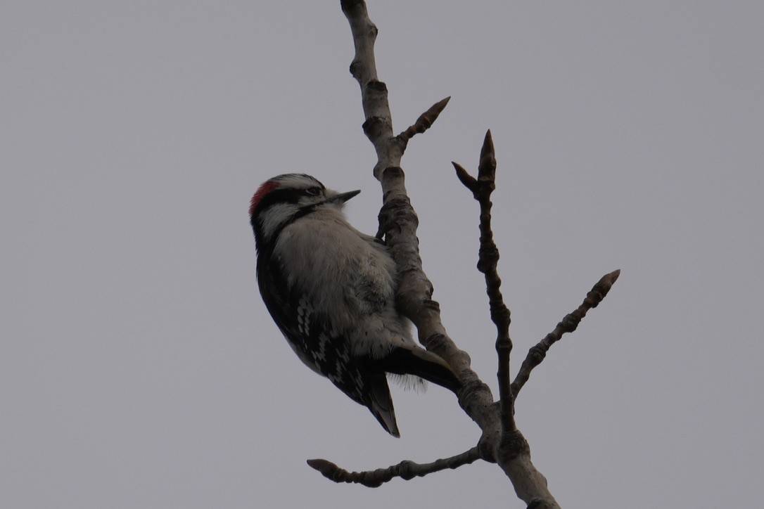 Downy Woodpecker - ML645750214