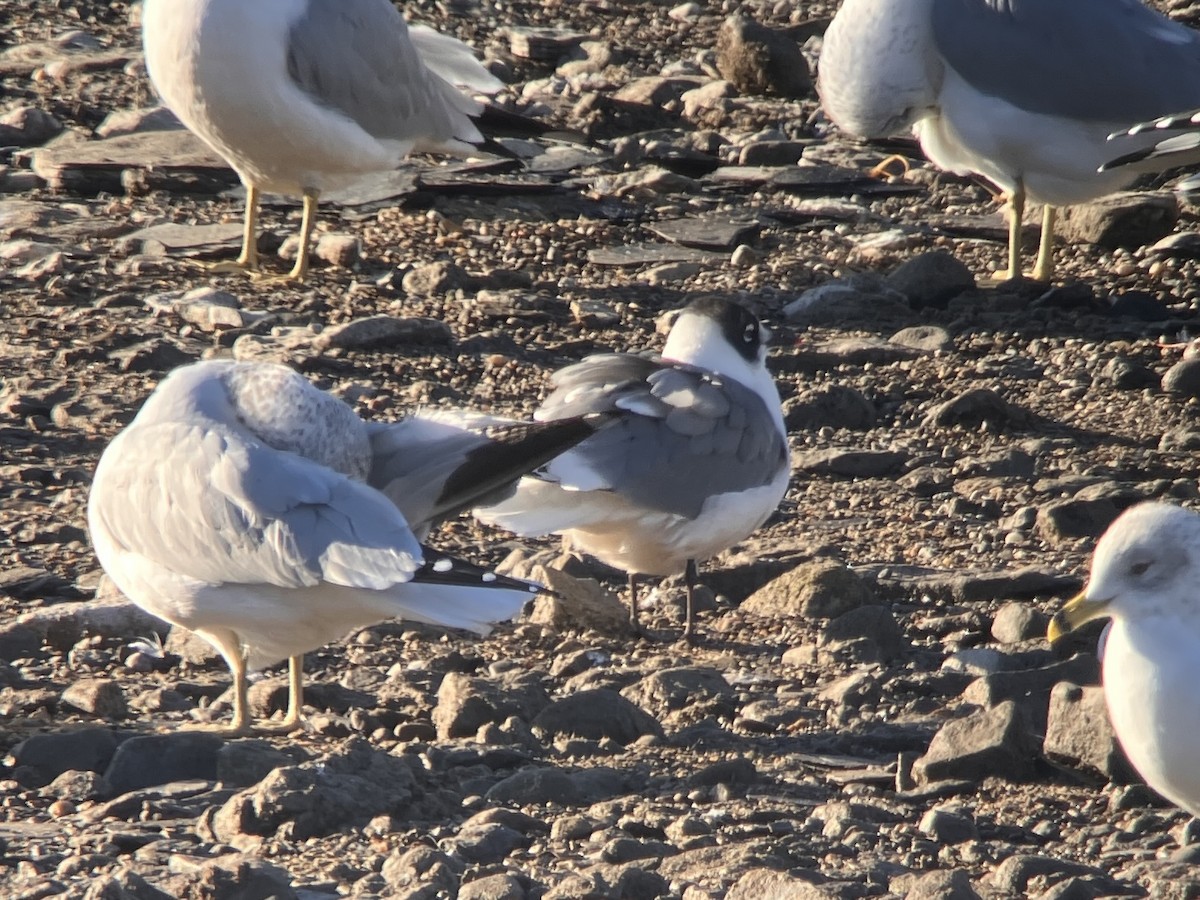 Franklin's Gull - ML645750216
