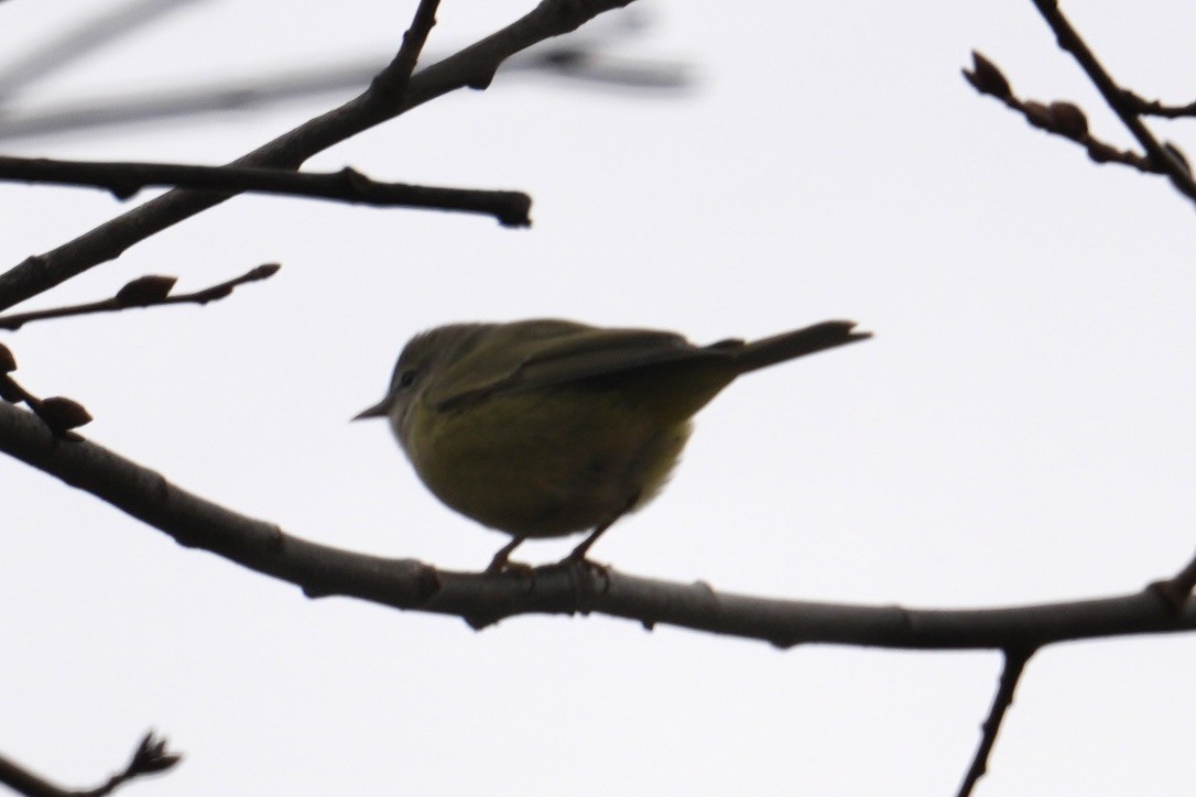 Orange-crowned Warbler - ML645750228