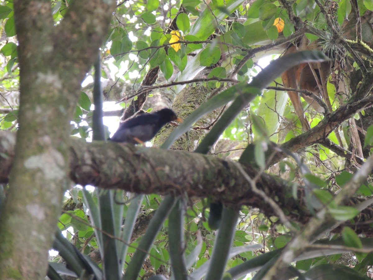 Yellow-legged Thrush - ML645750245