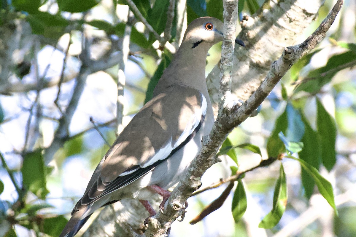 White-winged Dove - ML645750246