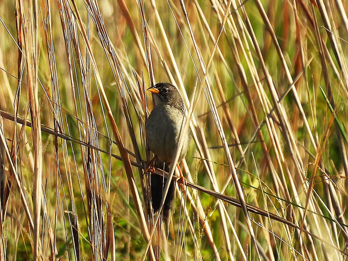 Rusty-collared Seedeater - ML645750248