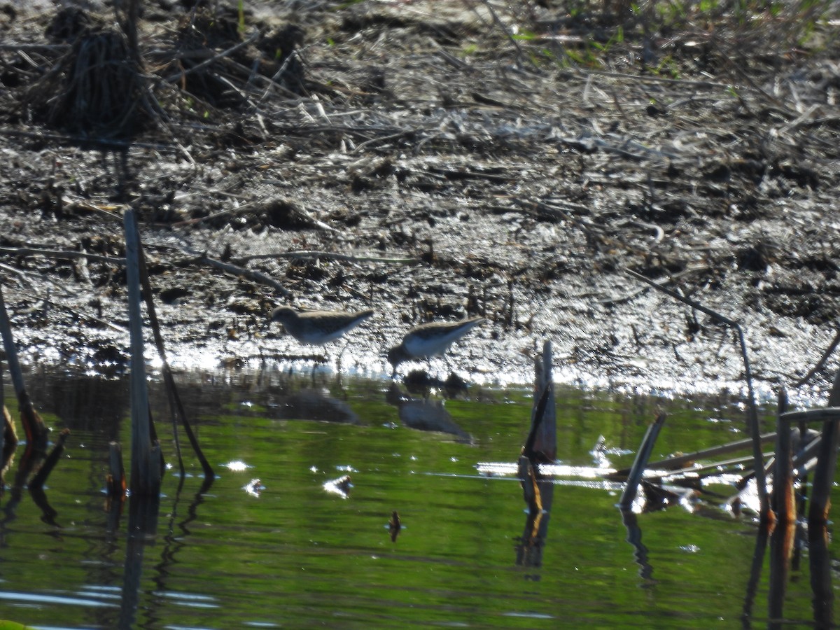 Least Sandpiper - ML645750249