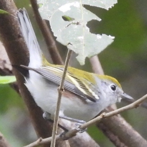 Chestnut-sided Warbler - ML645750256