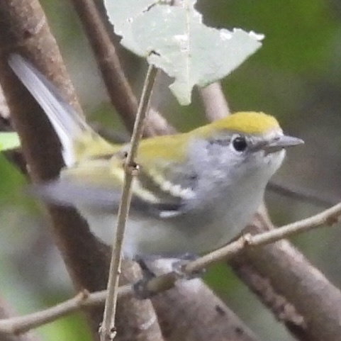 Chestnut-sided Warbler - ML645750257