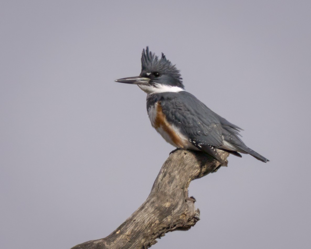 Belted Kingfisher - ML645750258