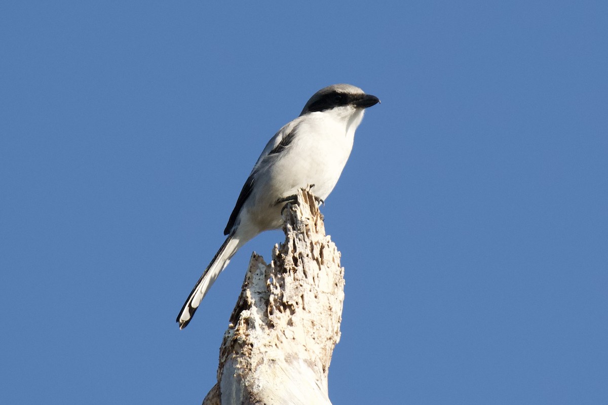 Loggerhead Shrike - ML645750259