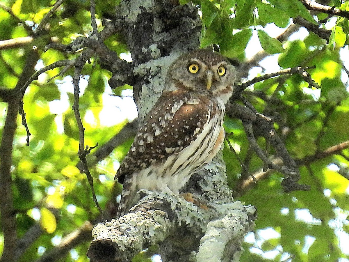 Pearl-spotted Owlet - ML645750266