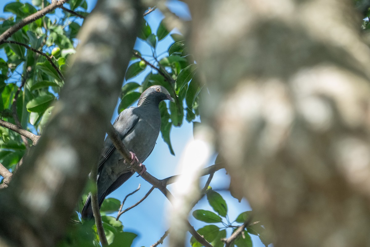 White-crowned Pigeon - ML645750267