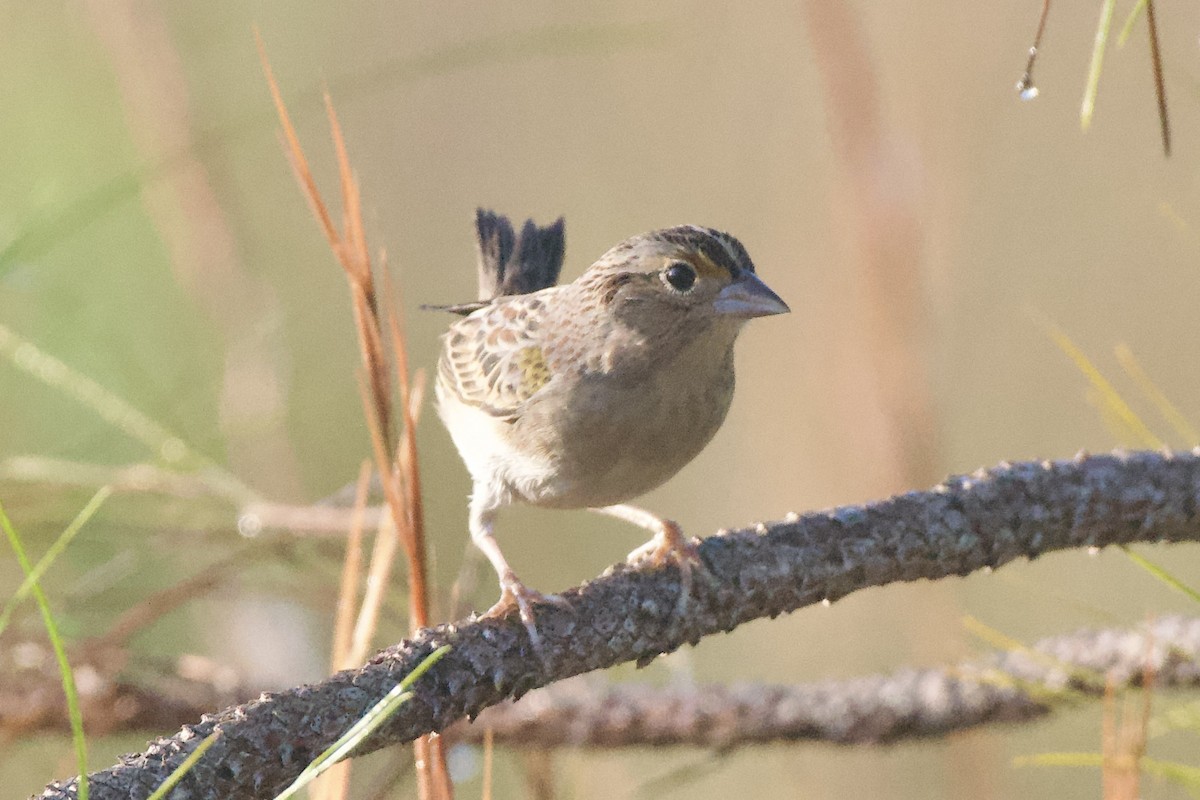 Grasshopper Sparrow - ML645750270