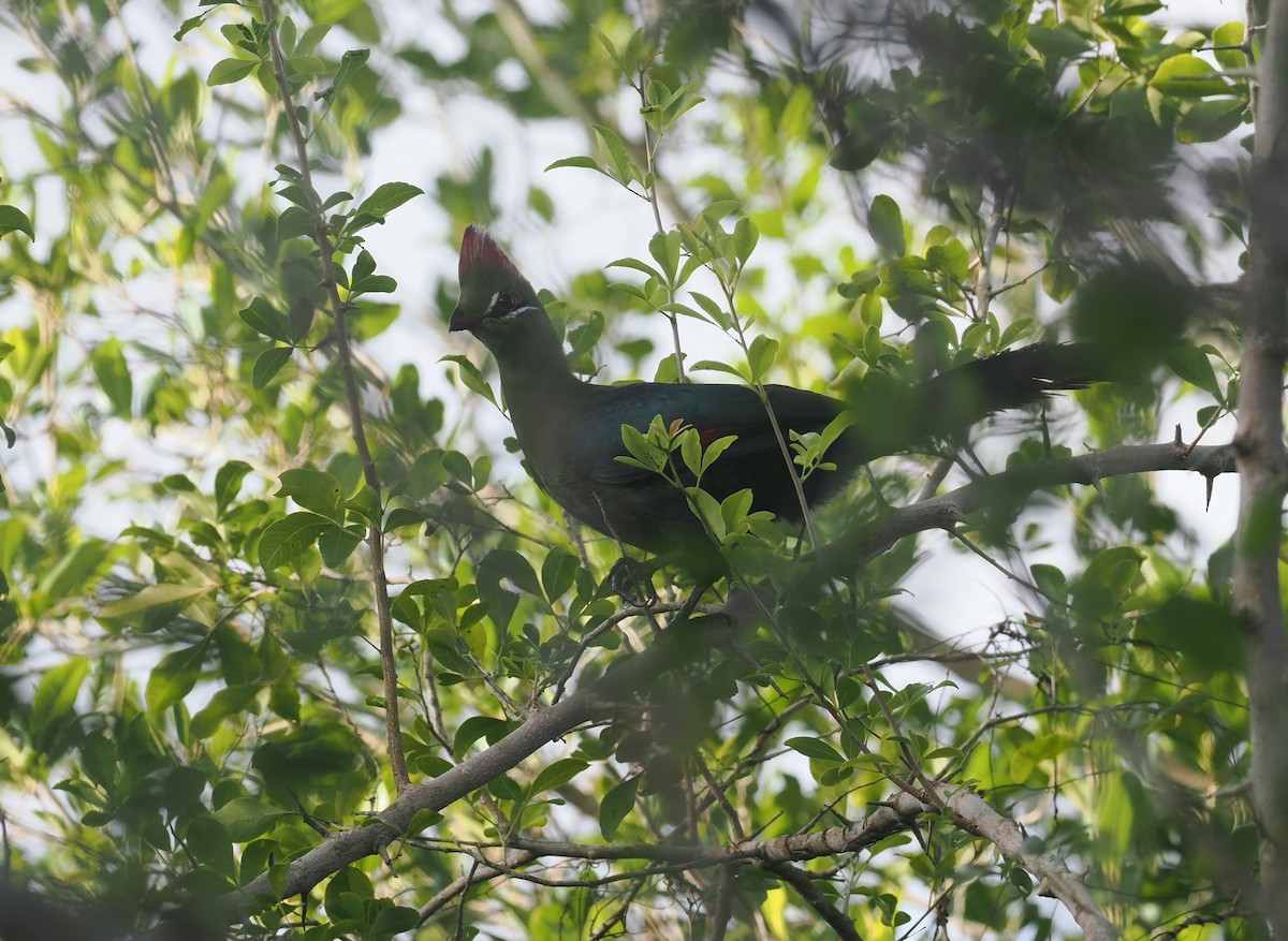 Fischer's Turaco - ML645750271