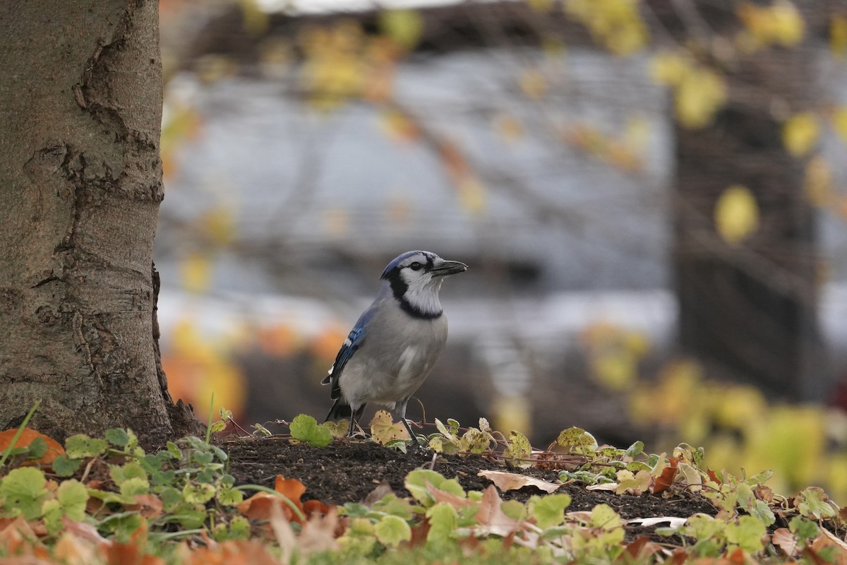 Blue Jay - ML645750276